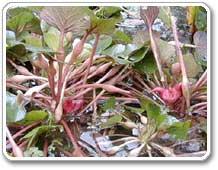 water chestnuts - plant