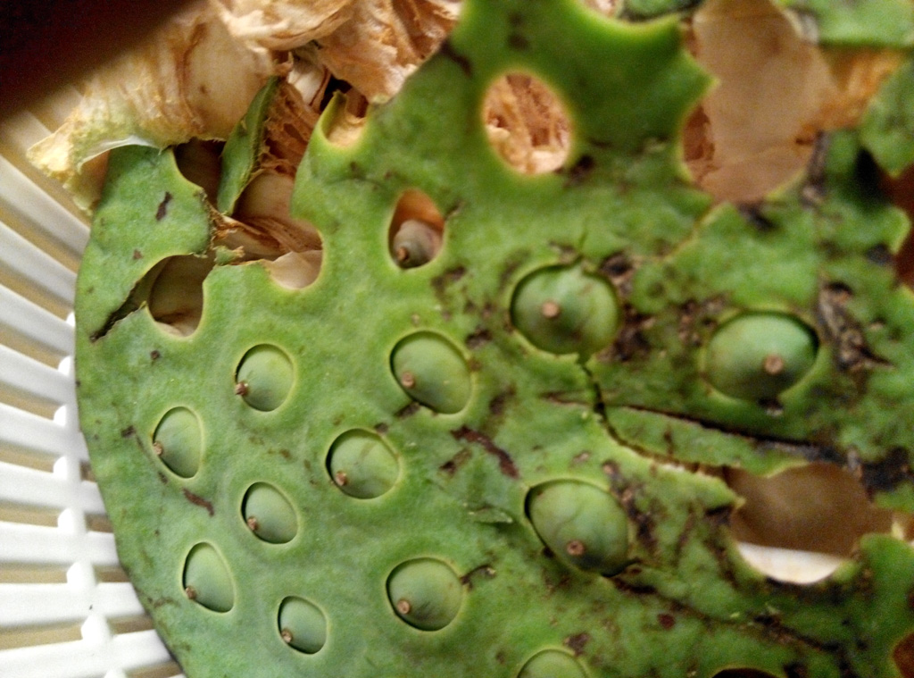 lotus seeds