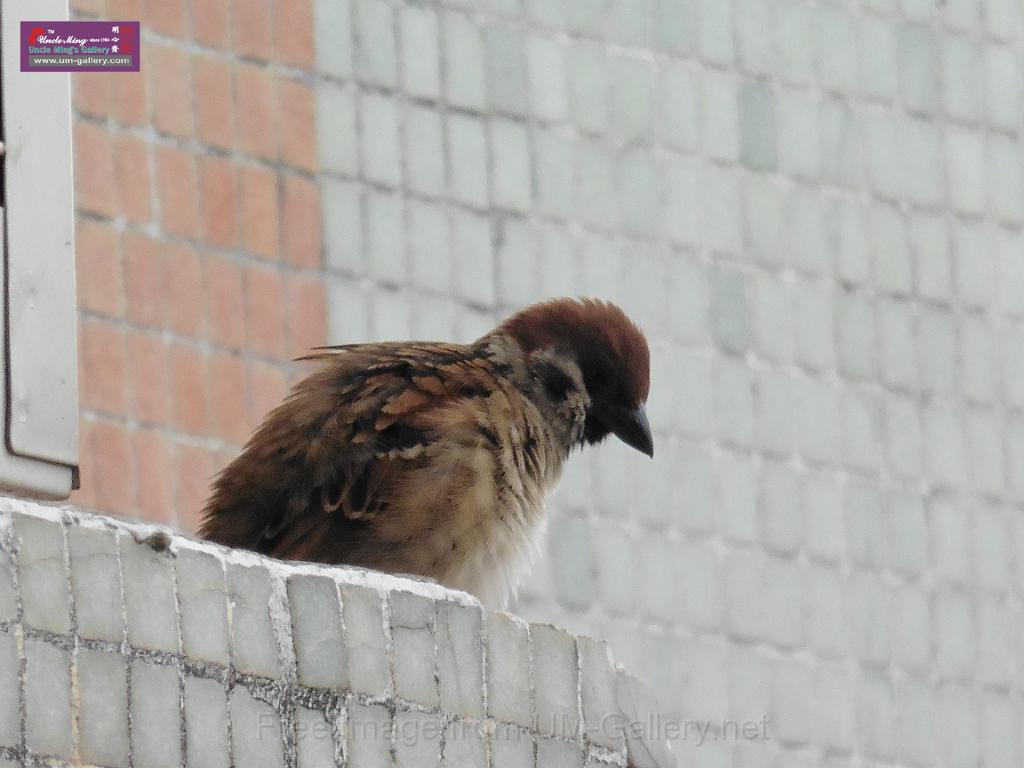 20150329sm-bird-P1000856.JPG