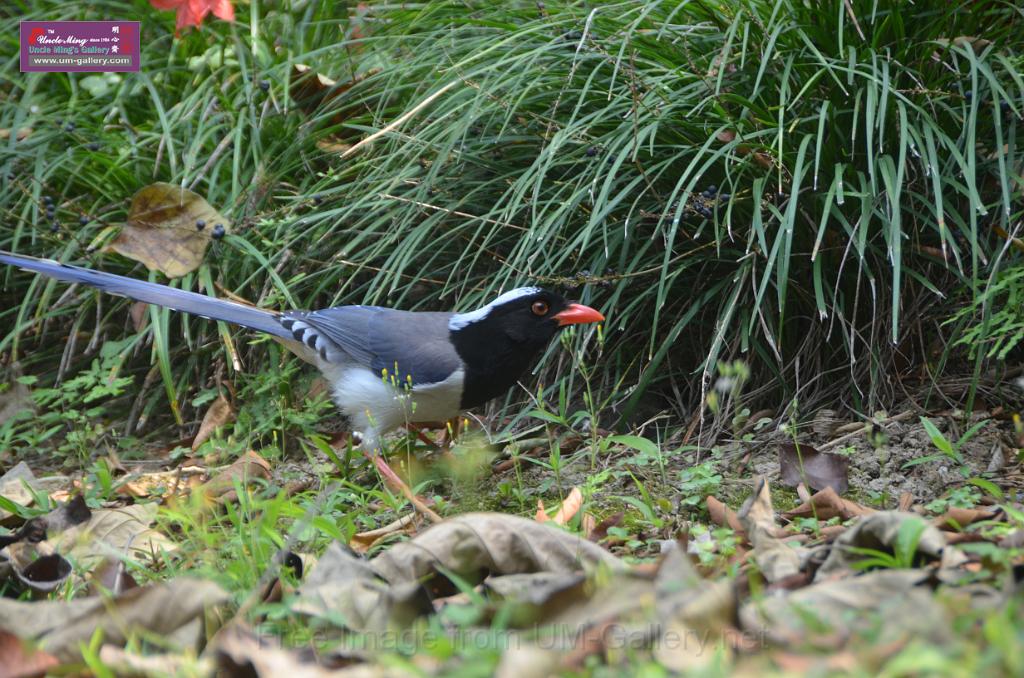 20150426jw-hk-park_DSC_0385.JPG