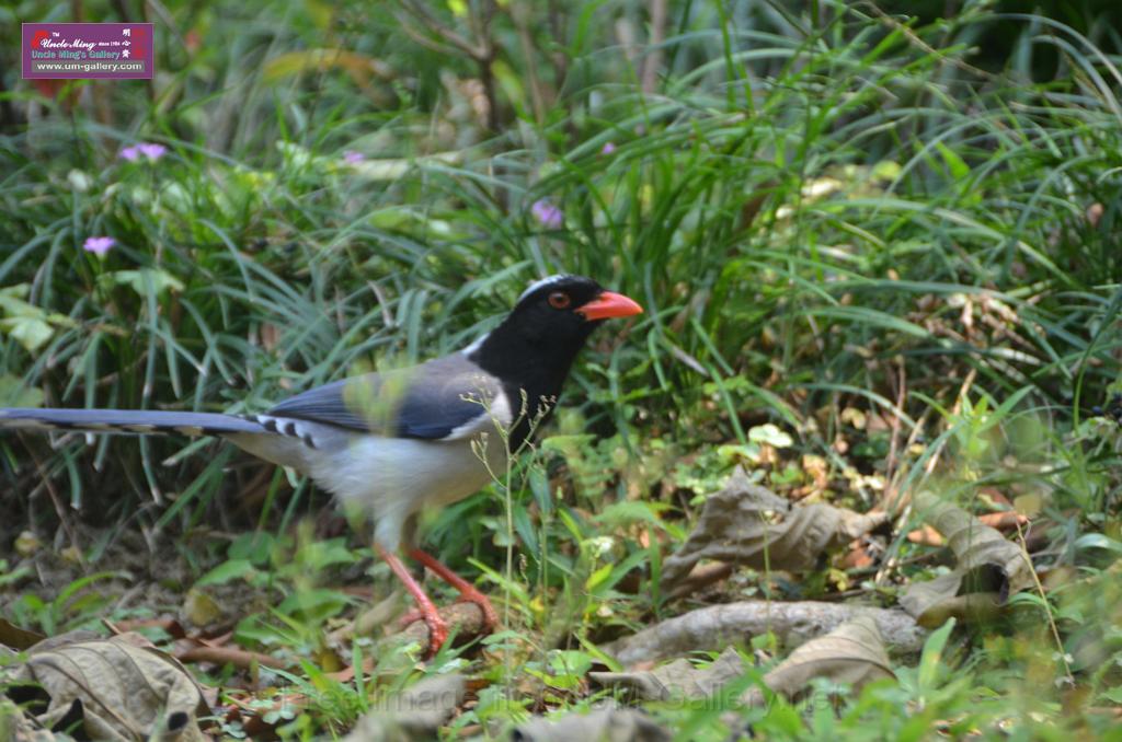 20150426jw-hk-park_DSC_0386.JPG