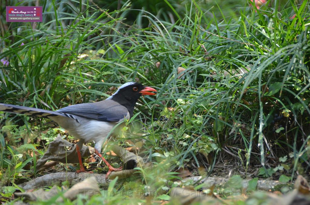 20150426jw-hk-park_DSC_0387.JPG