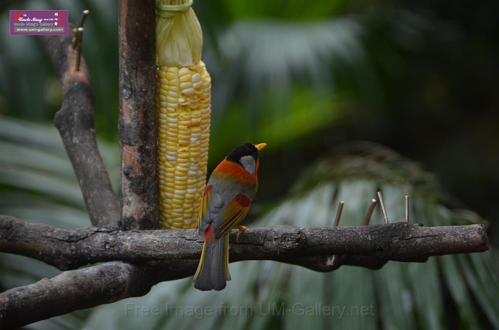 20150426jw-hk-park_DSC_0560.JPG