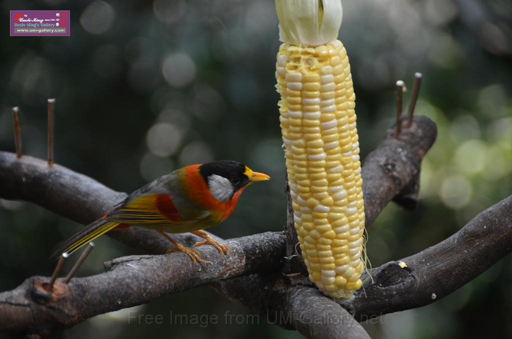 20150426jw-hk-park_DSC_0576.JPG