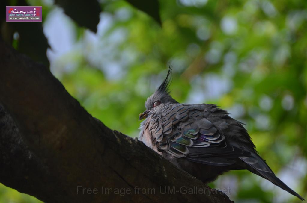 20150426jw-hk-park_DSC_0669.JPG