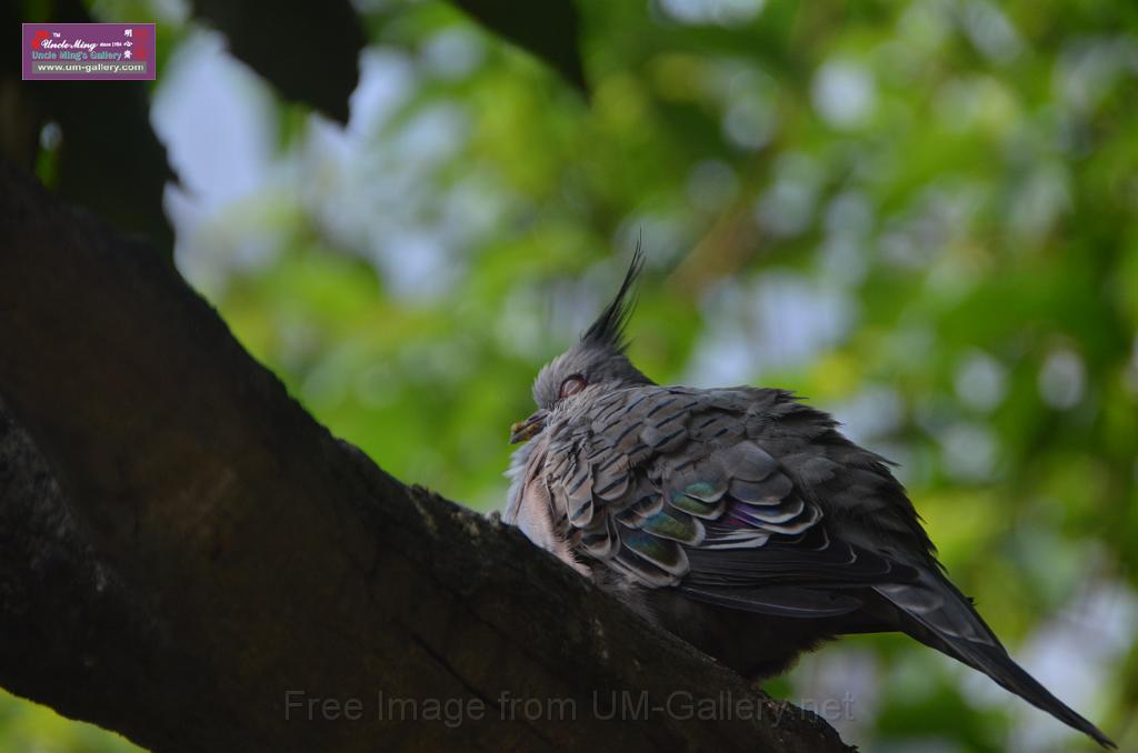 20150426jw-hk-park_DSC_0670.JPG