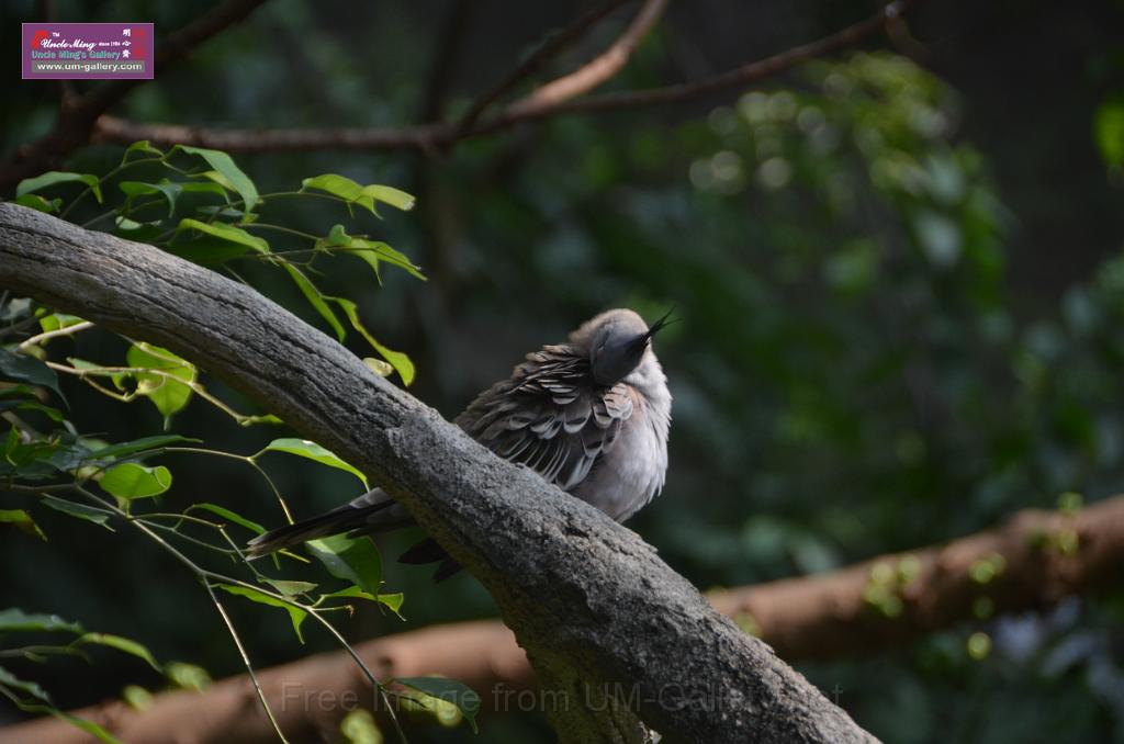 20150426jw-hk-park_DSC_0674.JPG