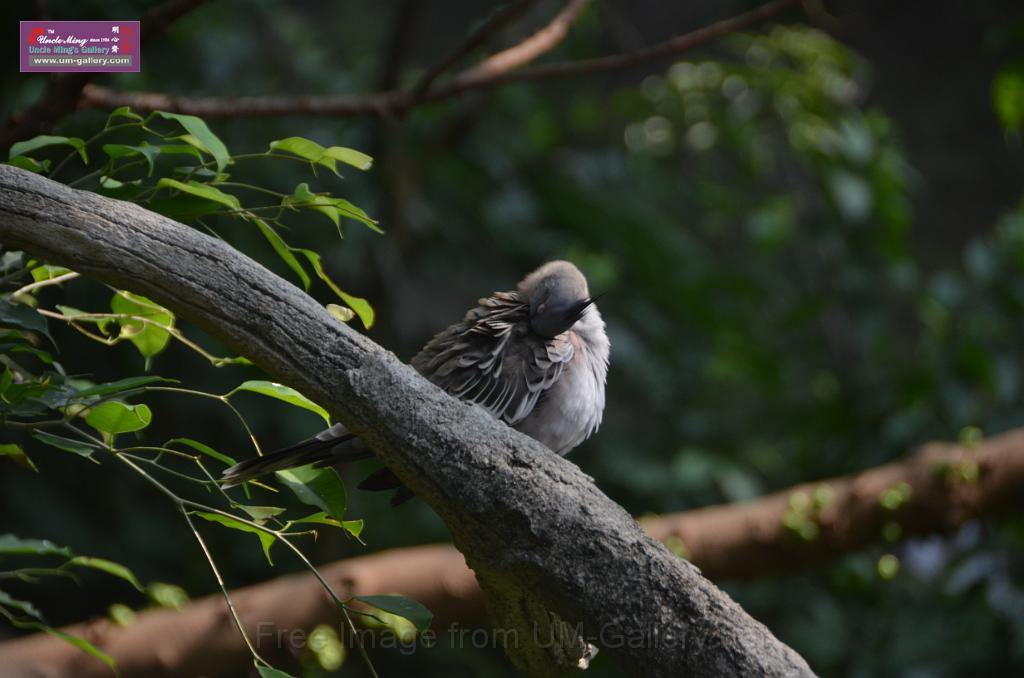 20150426jw-hk-park_DSC_0675.JPG