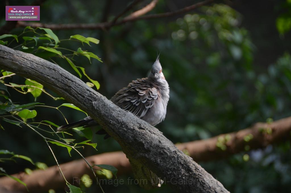 20150426jw-hk-park_DSC_0677.JPG