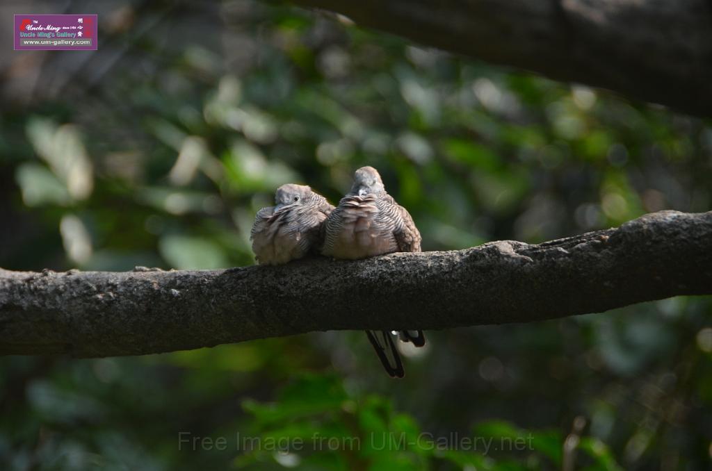 20150426jw-hk-park_DSC_0685.JPG