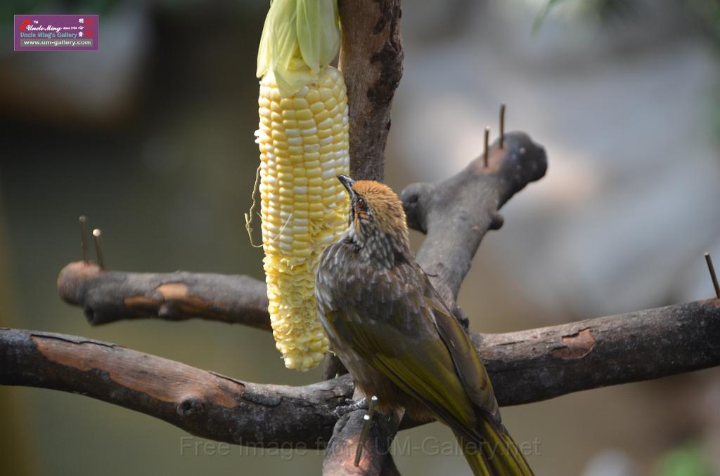 20150426jw-hk-park_DSC_0747.JPG