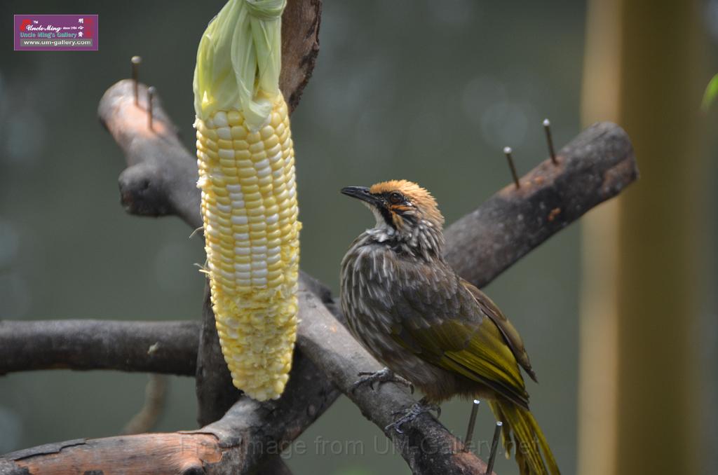 20150426jw-hk-park_DSC_0750.JPG