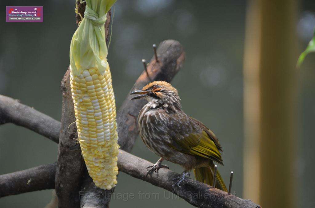 20150426jw-hk-park_DSC_0752.JPG