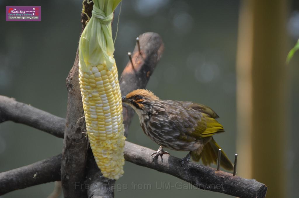 20150426jw-hk-park_DSC_0754.JPG