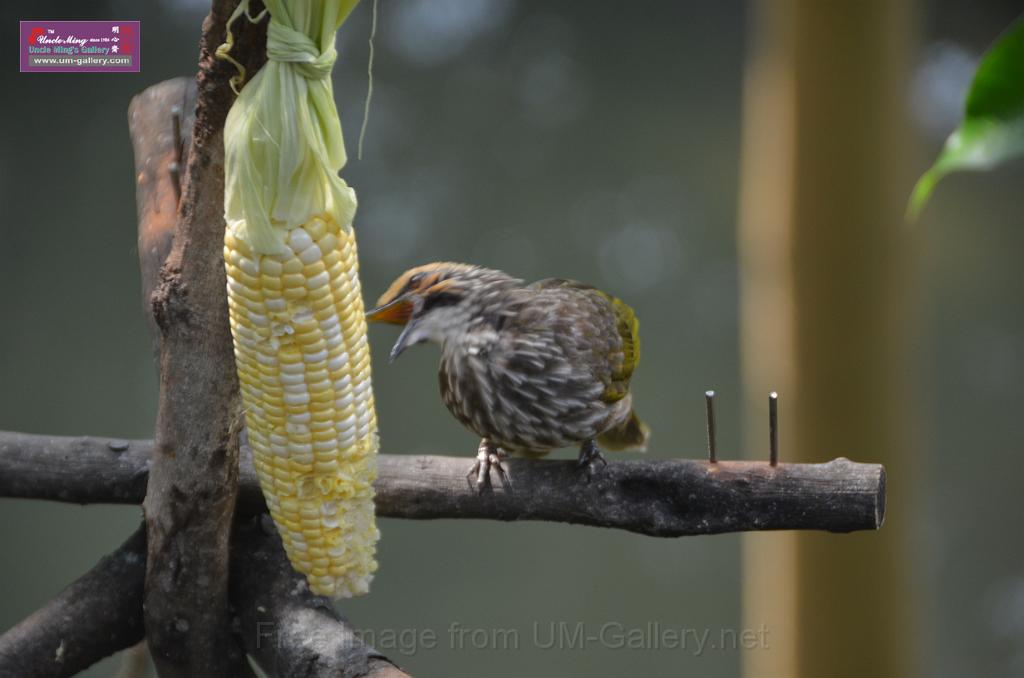 20150426jw-hk-park_DSC_0756.JPG