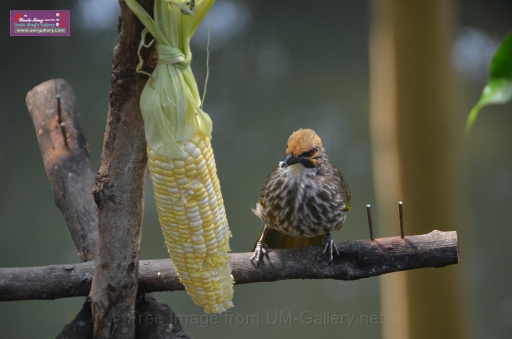 20150426jw-hk-park_DSC_0762.JPG