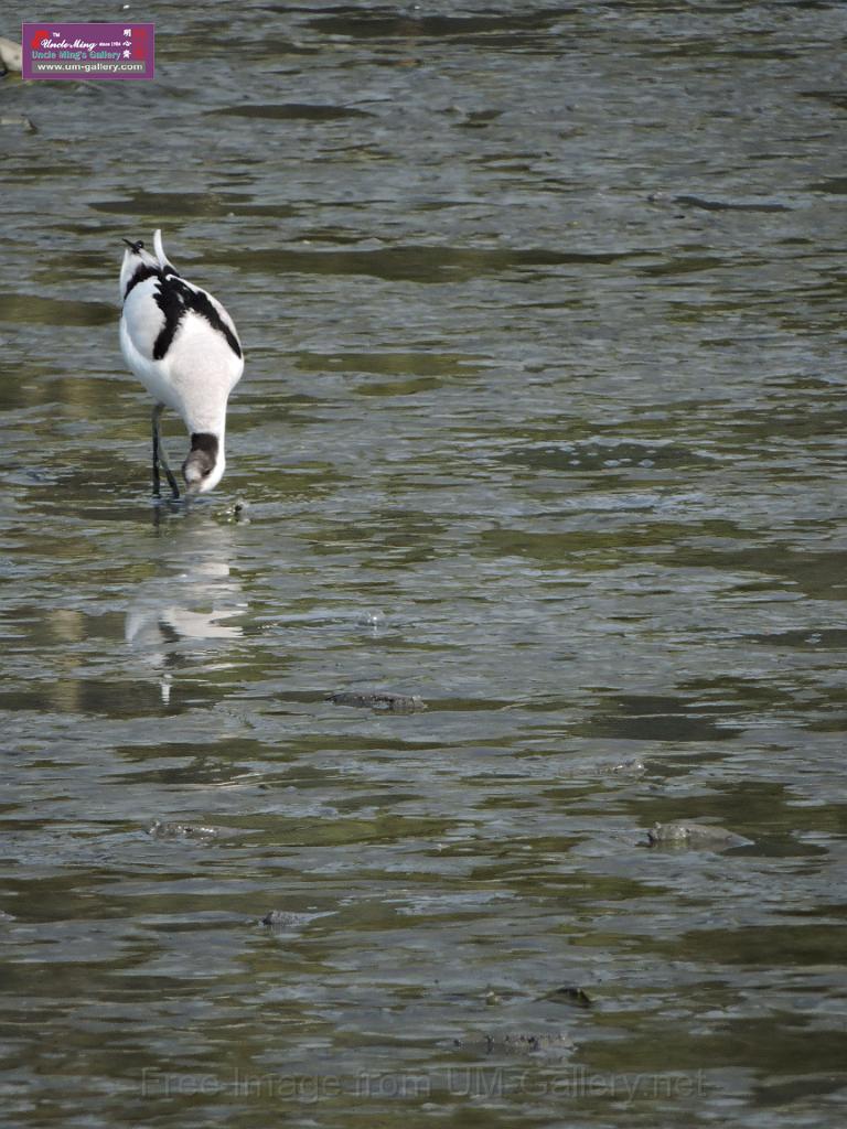 201612sf-bird-namsangwai-DSCN3540.JPG