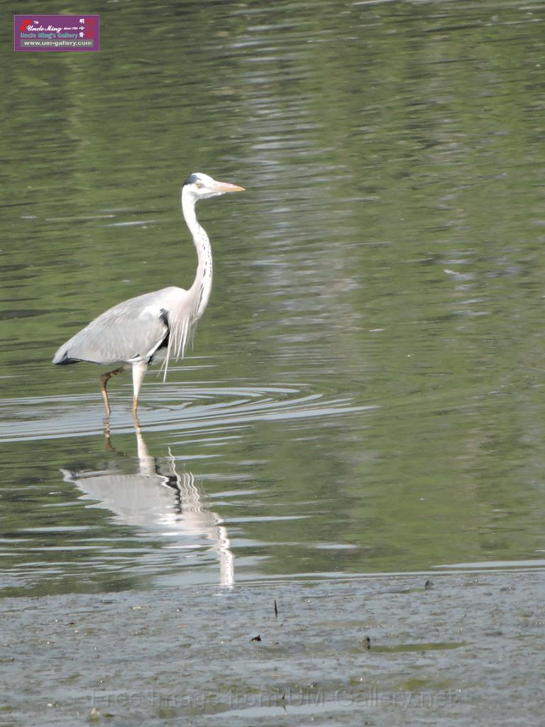 201612sf-bird-namsangwai-DSCN3563.JPG