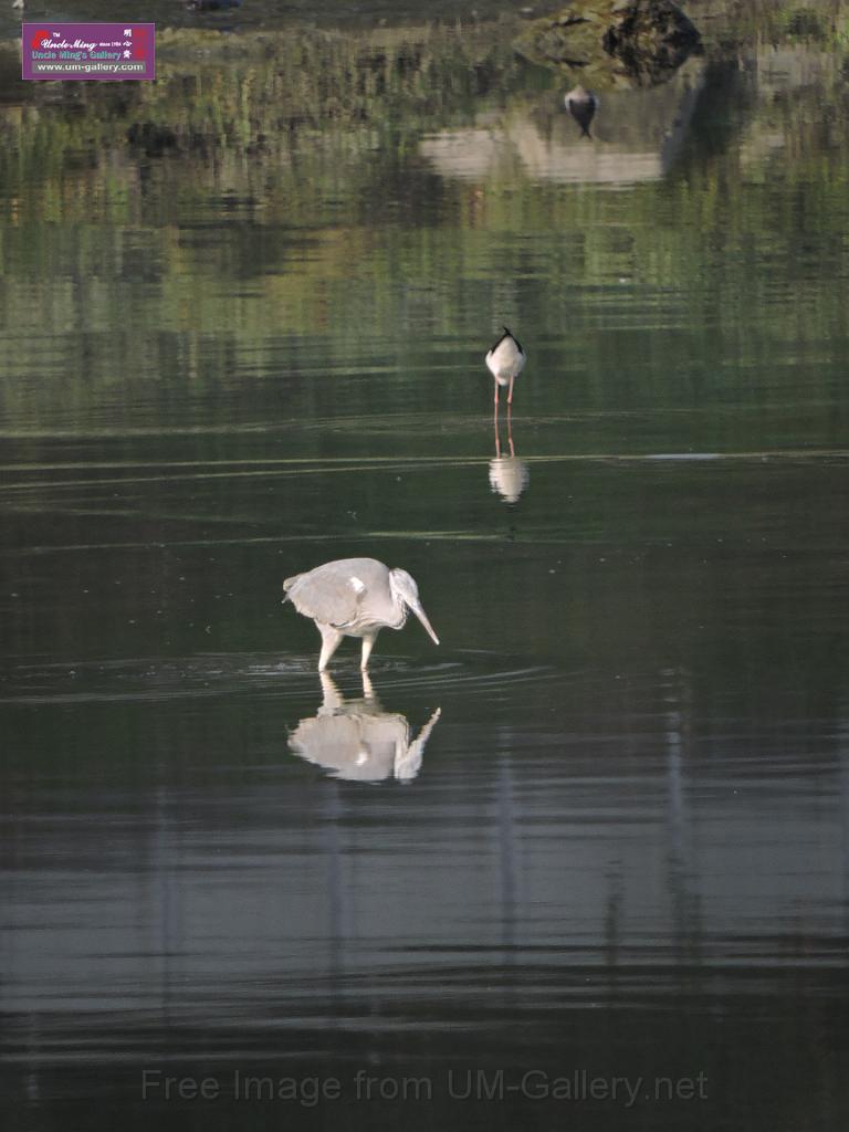 201612sf-bird-namsangwai-DSCN3674.JPG