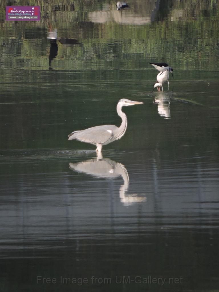 201612sf-bird-namsangwai-DSCN3675.JPG