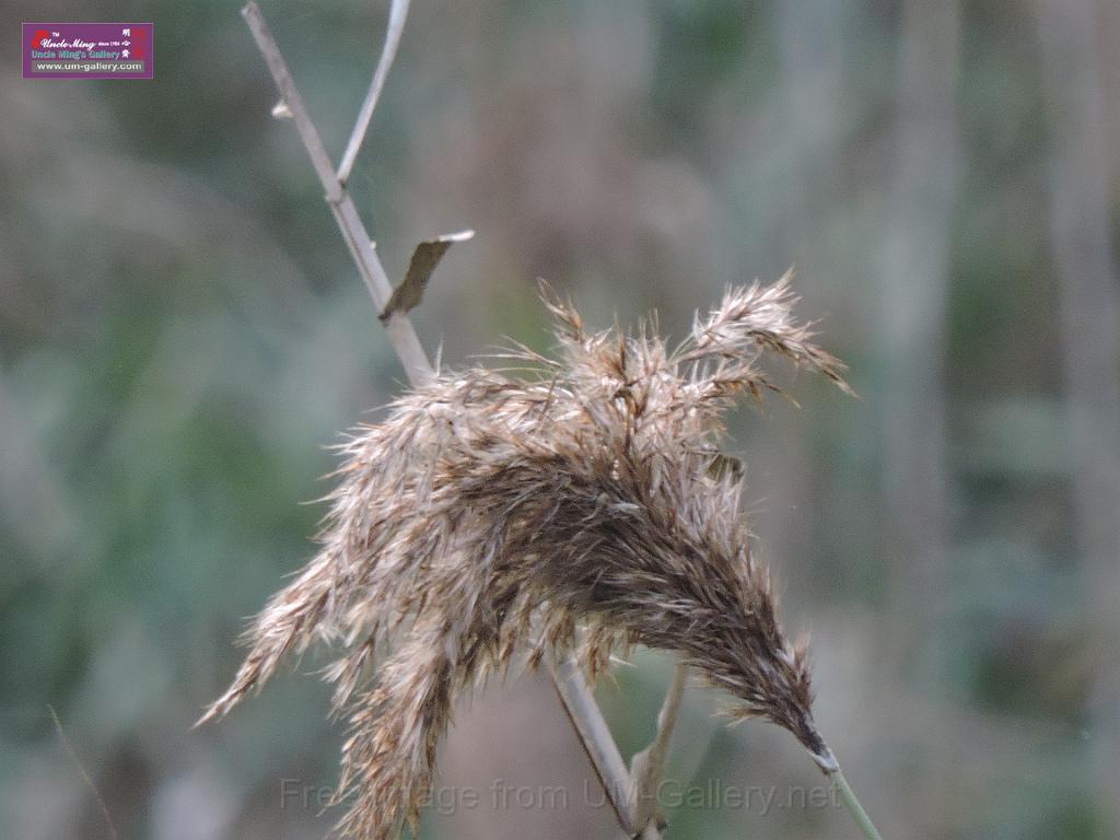 201612sf-bird-namsangwai-DSCN3691.JPG