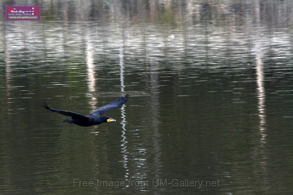 20170204sm-yuenlong-birds_DSC_8316.JPG