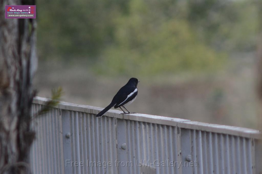 20170204sm-yuenlong-birds_DSC_8329.JPG