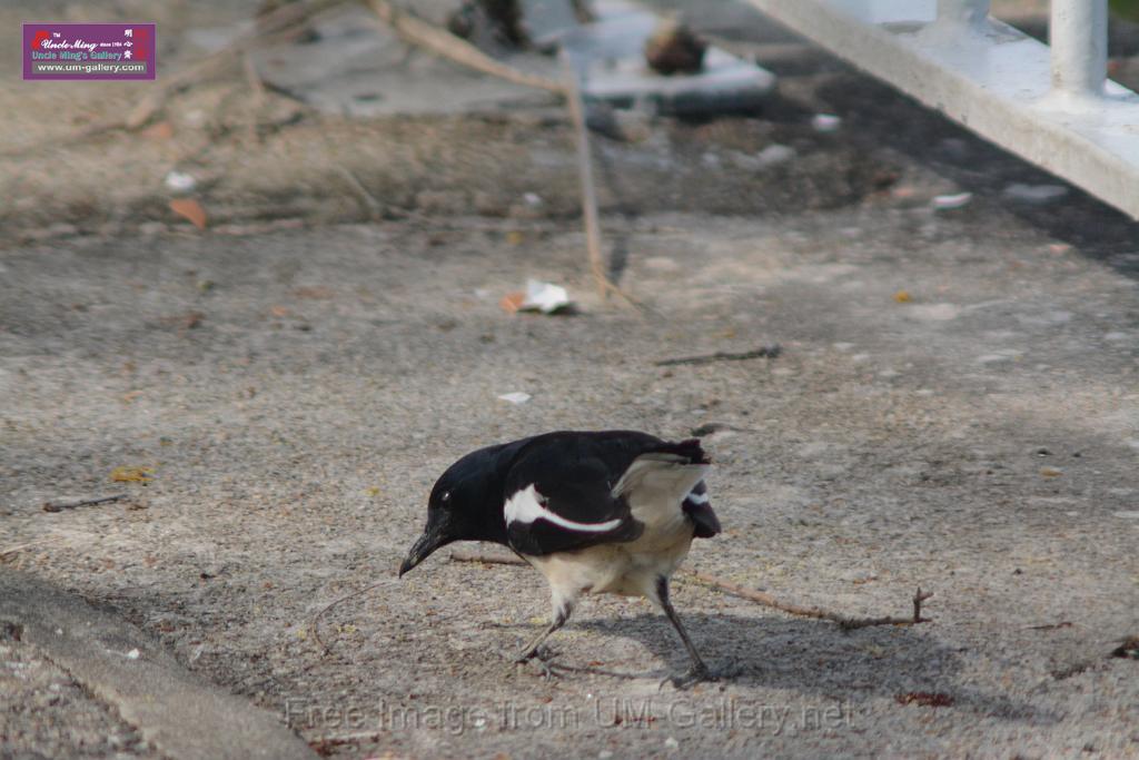 20170204sm-yuenlong-birds_DSC_8338.JPG