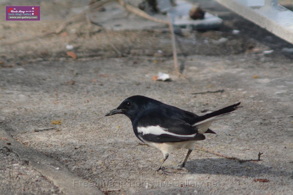 20170204sm-yuenlong-birds_DSC_8340.JPG