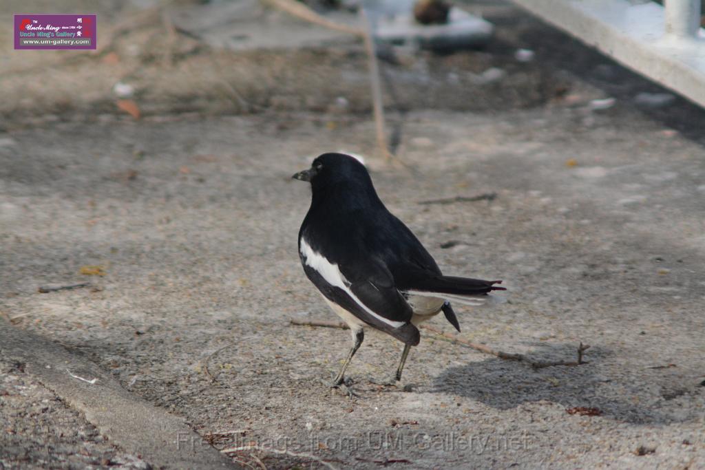 20170204sm-yuenlong-birds_DSC_8343.JPG