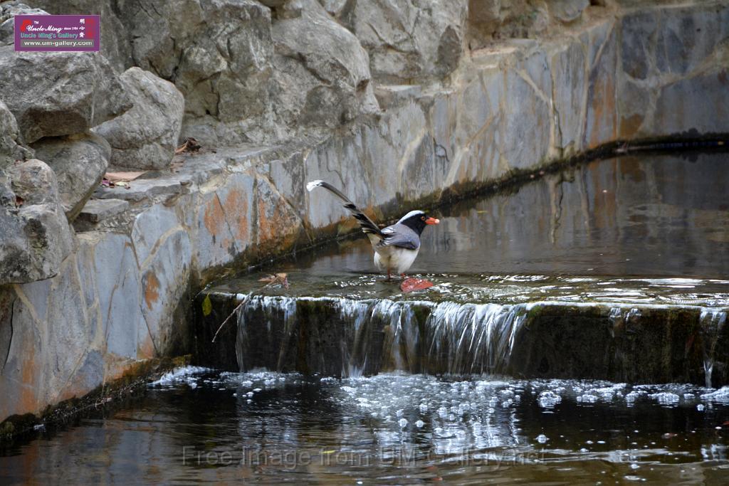 20170212sm-bln-city-park-bird_DSC_8590.JPG