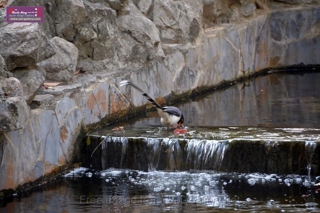 20170212sm-bln-city-park-bird_DSC_8591.JPG