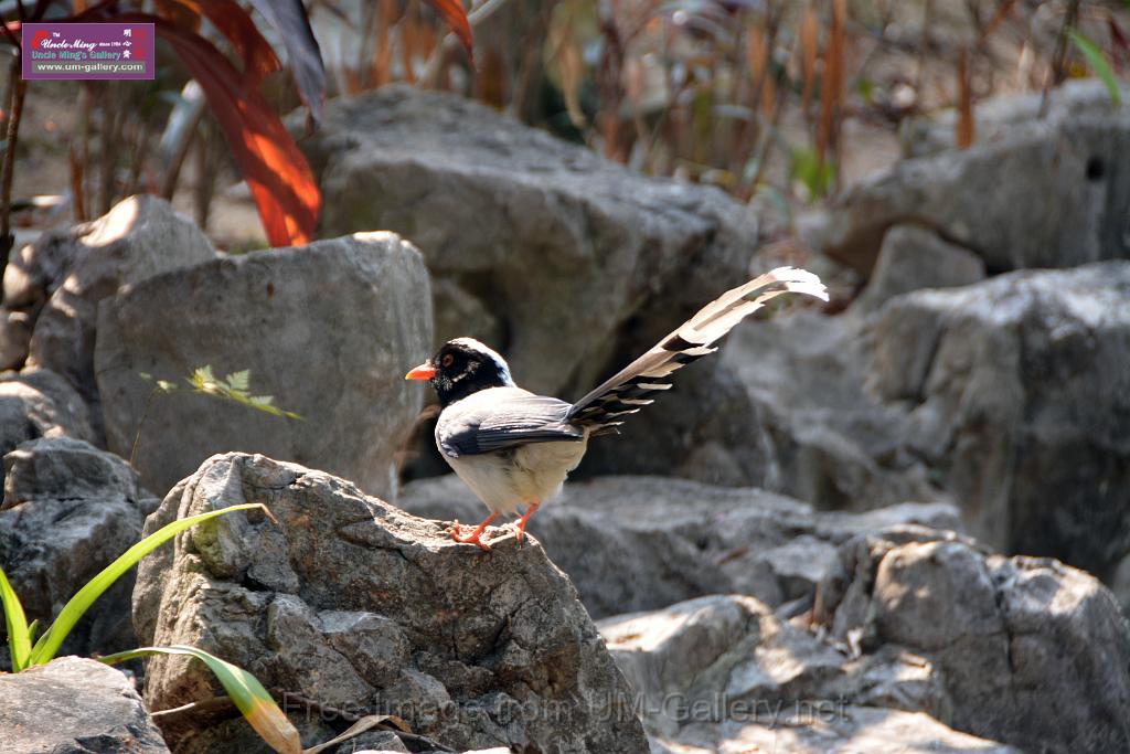 20170212sm-bln-city-park-bird_DSC_8592.JPG