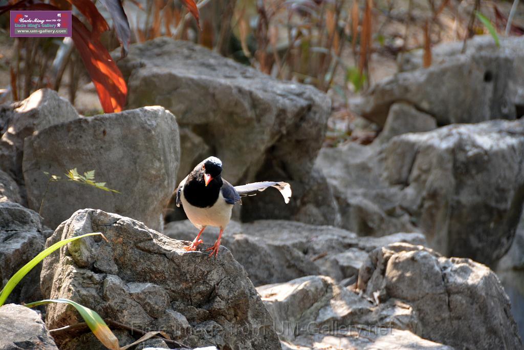 20170212sm-bln-city-park-bird_DSC_8594.JPG