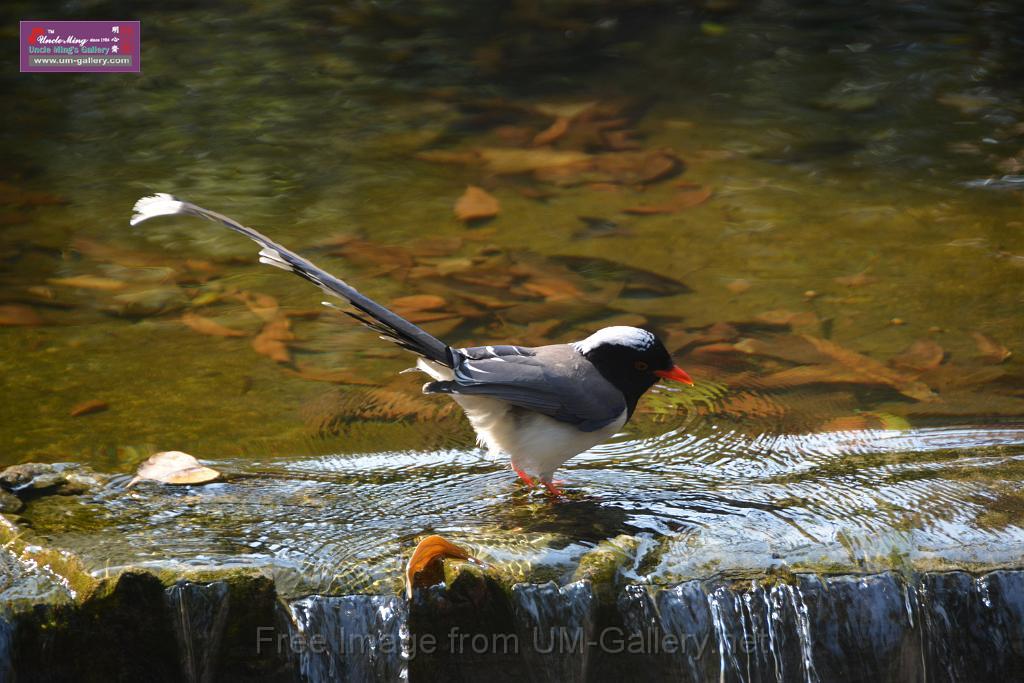 20170212sm-bln-city-park-bird_DSC_8599.JPG