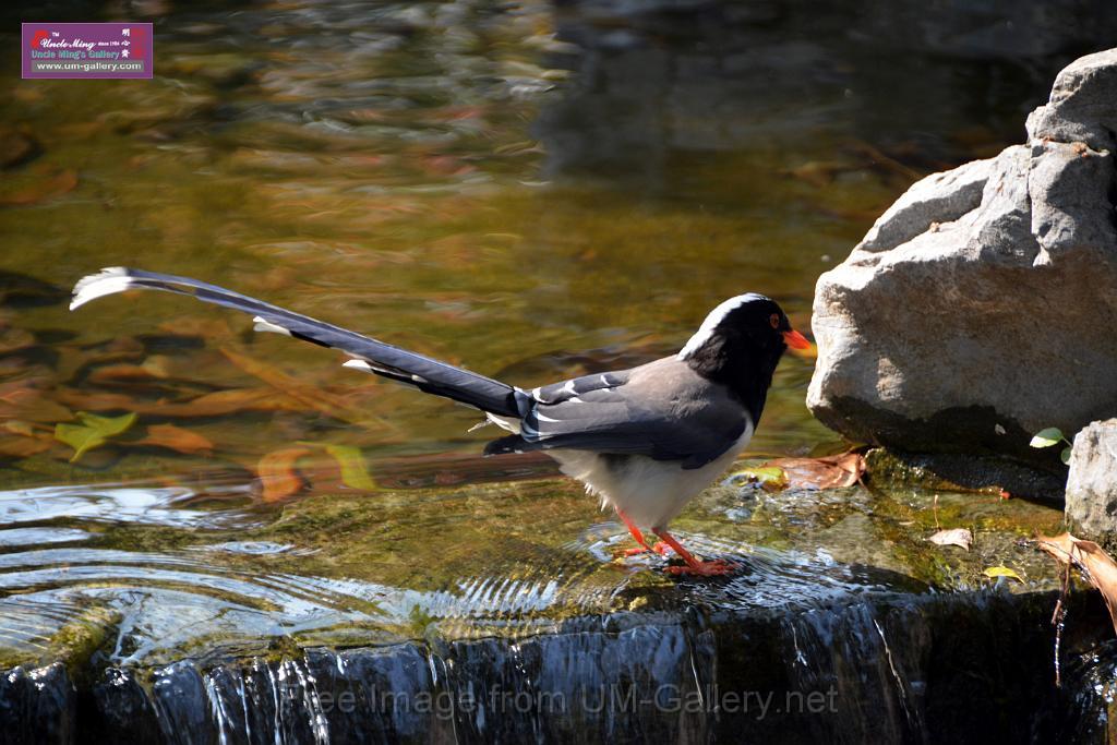 20170212sm-bln-city-park-bird_DSC_8603.JPG