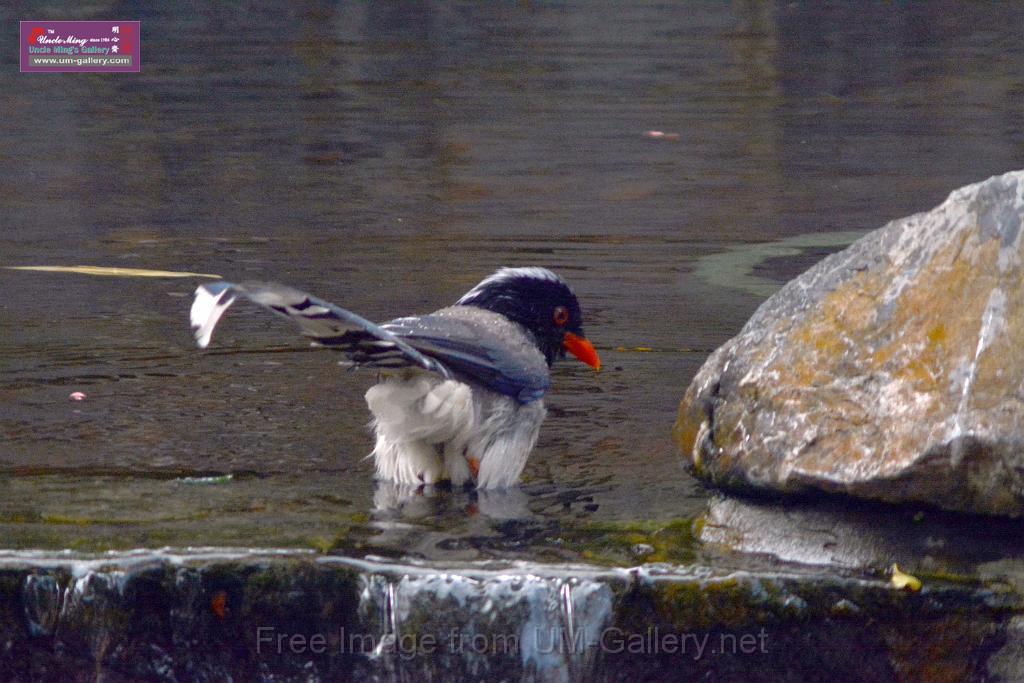 20170212sm-bln-city-park-bird_DSC_8612.JPG