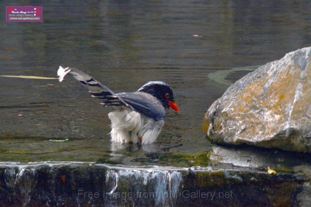 20170212sm-bln-city-park-bird_DSC_8613.JPG