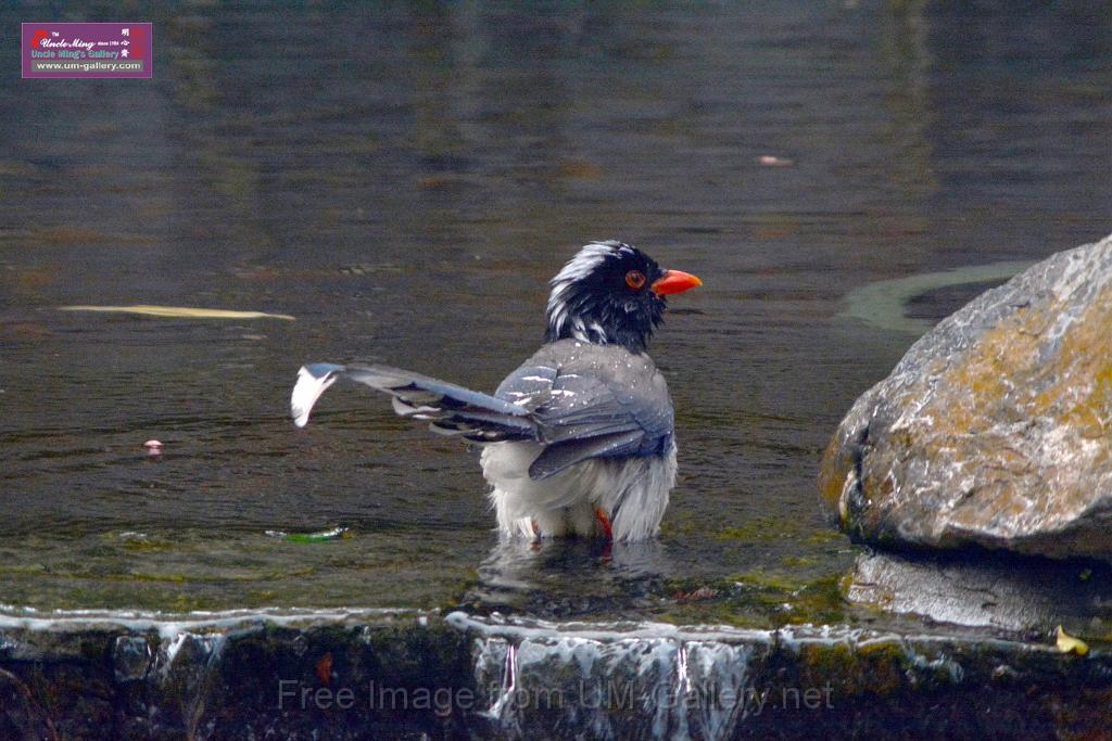 20170212sm-bln-city-park-bird_DSC_8615.JPG