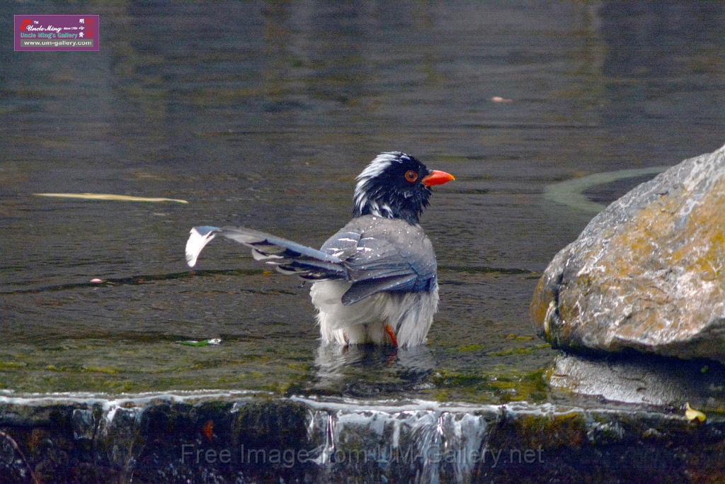 20170212sm-bln-city-park-bird_DSC_8616.JPG