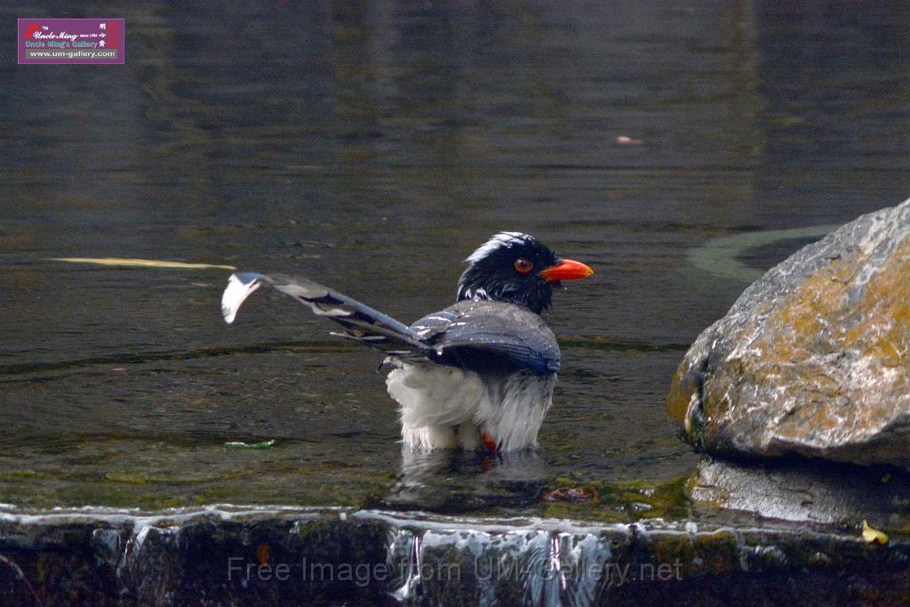 20170212sm-bln-city-park-bird_DSC_8617.JPG