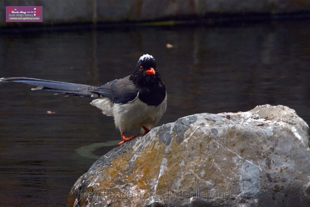 20170212sm-bln-city-park-bird_DSC_8619.JPG