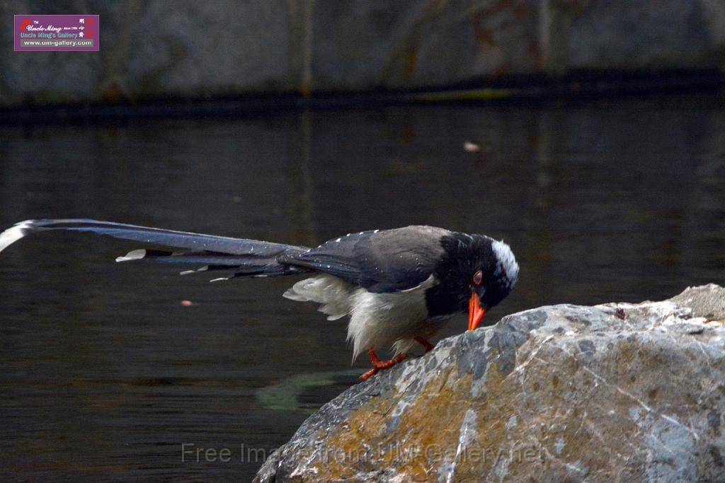 20170212sm-bln-city-park-bird_DSC_8620.JPG