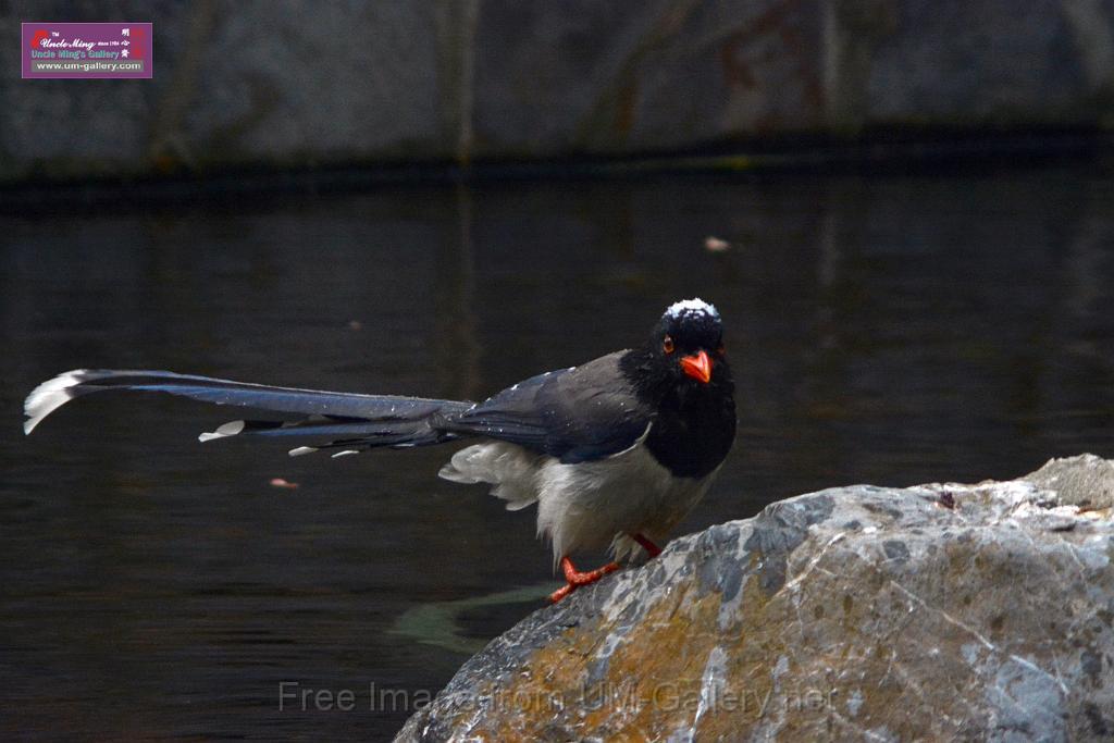 20170212sm-bln-city-park-bird_DSC_8621.JPG