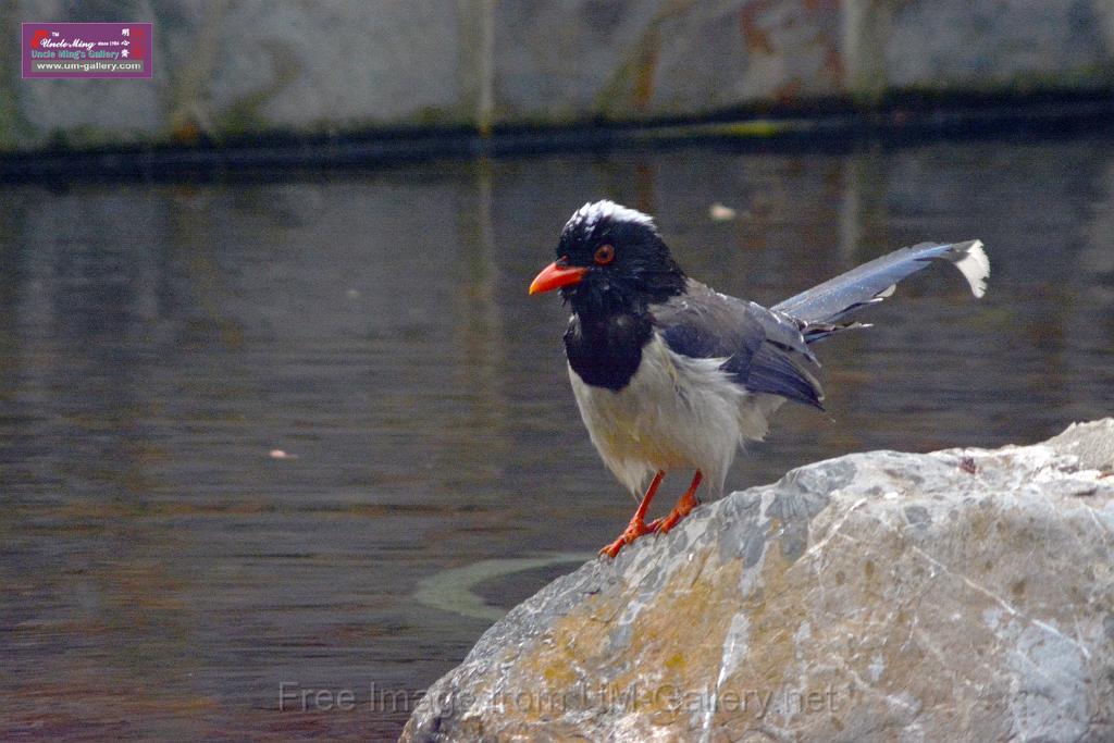 20170212sm-bln-city-park-bird_DSC_8622.JPG