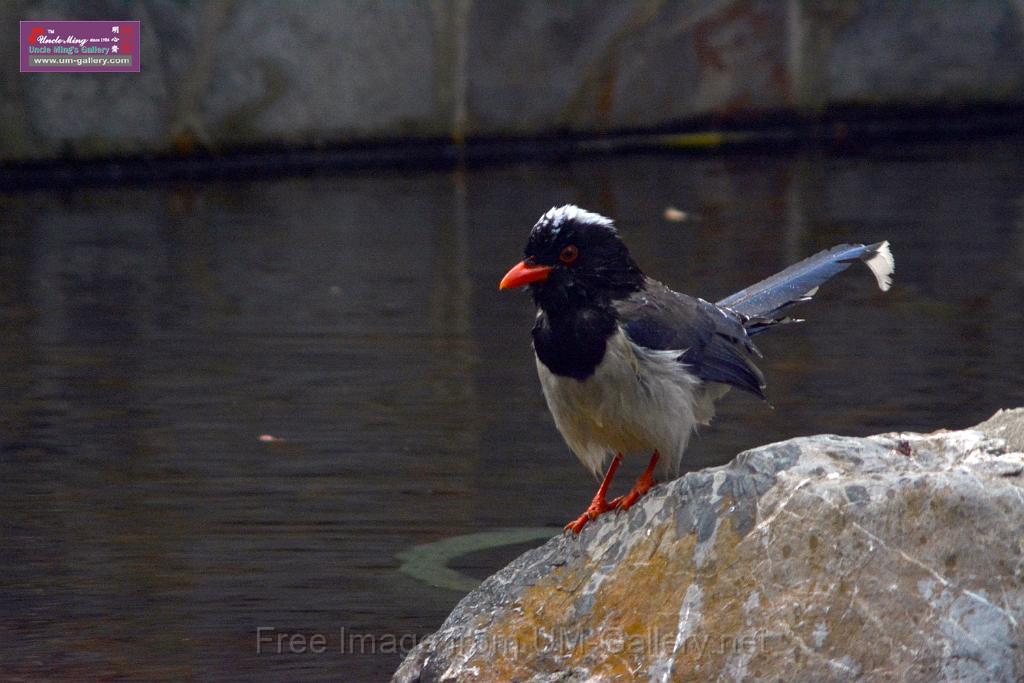 20170212sm-bln-city-park-bird_DSC_8623.JPG