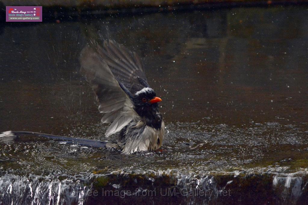 20170212sm-bln-city-park-bird_DSC_8626.JPG