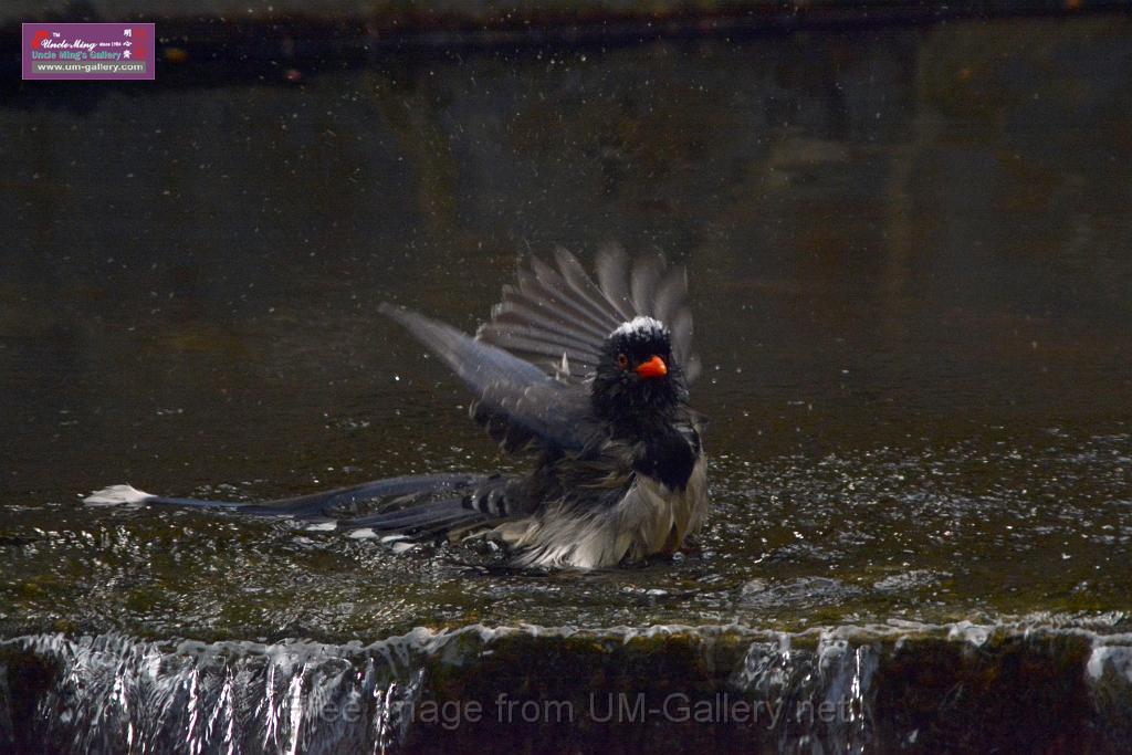 20170212sm-bln-city-park-bird_DSC_8627.JPG