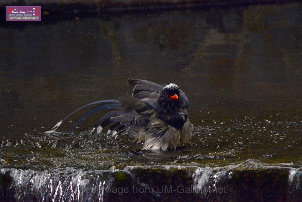 20170212sm-bln-city-park-bird_DSC_8628.JPG