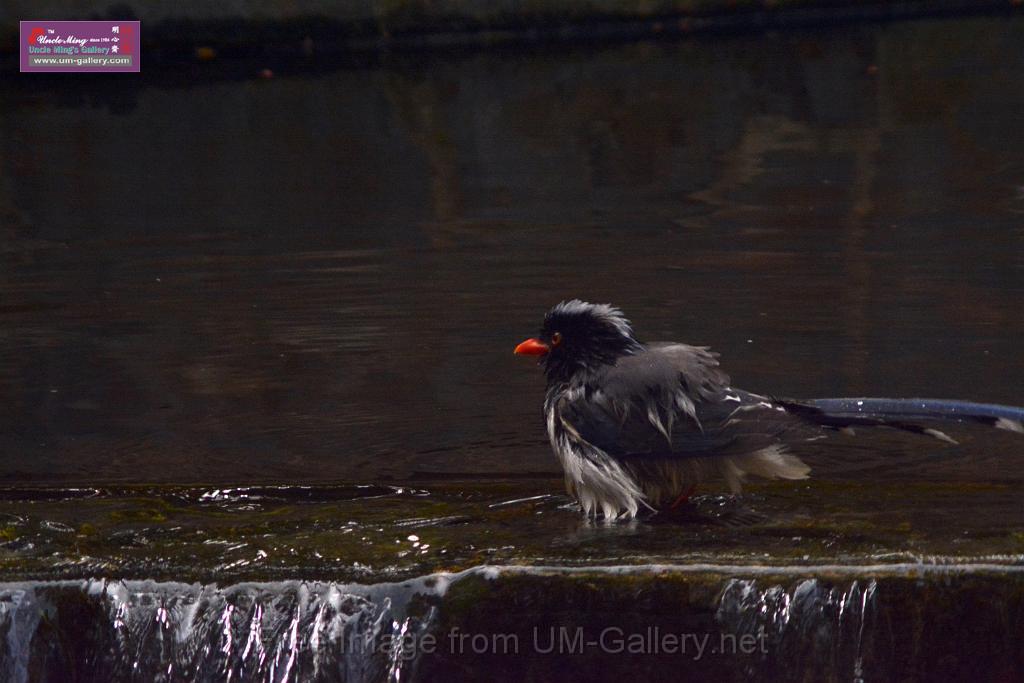 20170212sm-bln-city-park-bird_DSC_8629.JPG